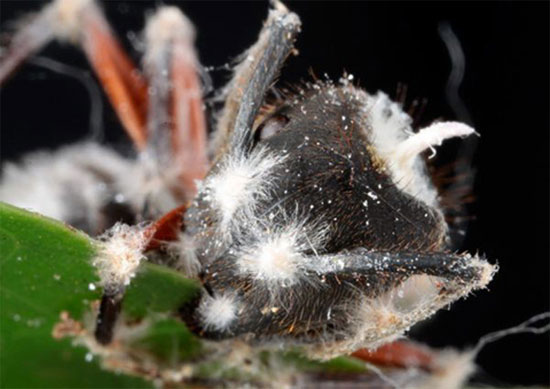 Picture 2 of Horror of poisonous mushrooms, turn the formation