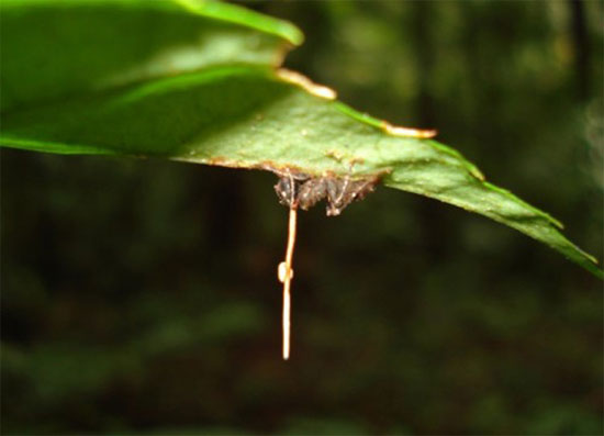 Picture 4 of Horror of poisonous mushrooms, turn the formation