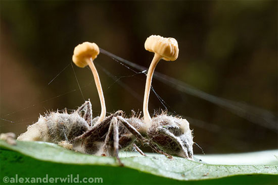 Picture 6 of Horror of poisonous mushrooms, turn the formation