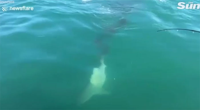 Picture 1 of Horror of shark biting the tail of a fellow, chewing 'scribble'