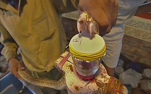 Picture 1 of Horror of venomous snake venom makes human blood frozen like bloody soup