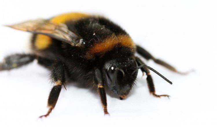 Picture 2 of Horror parasites make bees to dig their own burial holes