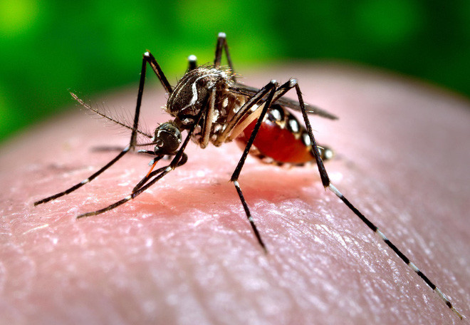 Picture 2 of Horror reasons make mosquito bites become extremely itchy that science has just discovered