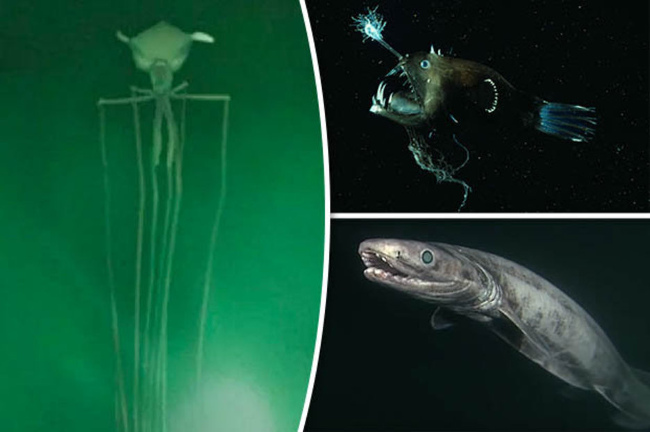 Picture 1 of Horror sea monster videos live on the ocean floor