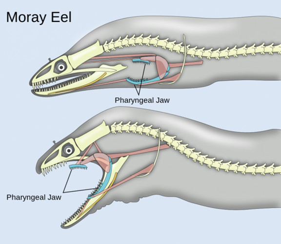 Picture 8 of Horror sea 'monsters' prey like alien animals