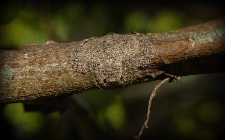Picture 1 of Horror spider species have superior stealth ability