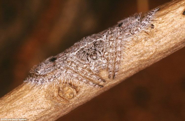 Picture 2 of Horror spider species have superior stealth ability