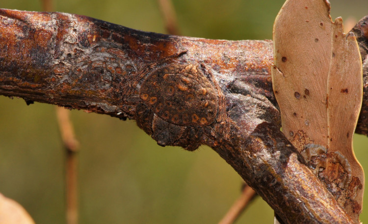 Picture 3 of Horror spider species have superior stealth ability