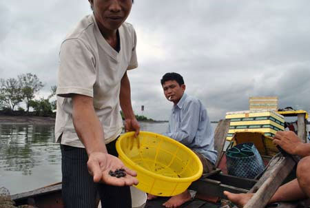 Picture 2 of Horrors of strange snails on Thi Vai river
