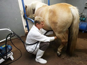 Picture 1 of Horse milk is great for treating chronic ulcers