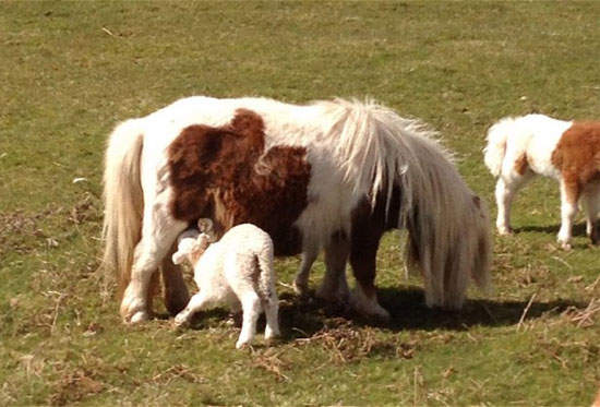 Picture 1 of Horse raising orphaned sheep