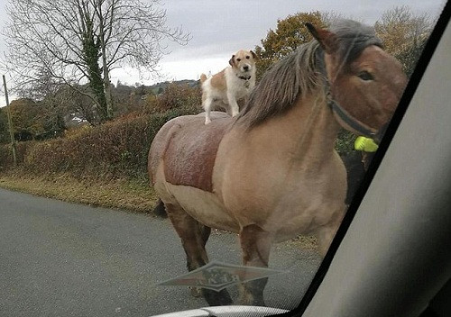 Picture 1 of Horse riding dogs stunned passersby