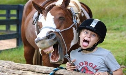 Picture 1 of Horses know how to read people's emotions