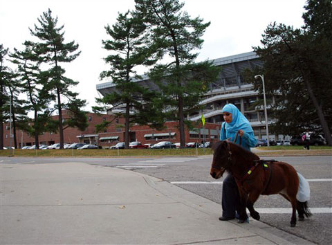 Picture 10 of Horses replace guide dogs
