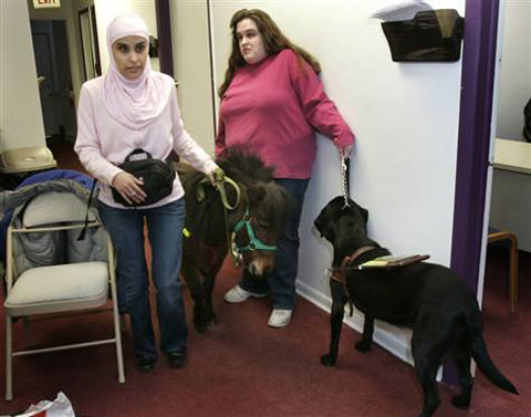 Picture 9 of Horses replace guide dogs