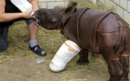 Picture 10 of Hospital for injured animals