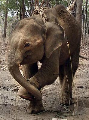 Picture 13 of Hospital for injured animals