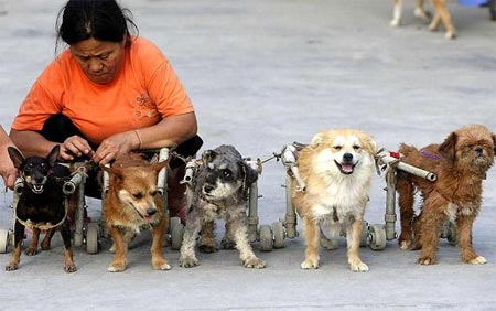 Picture 14 of Hospital for injured animals