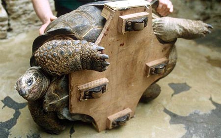 Picture 9 of Hospital for injured animals