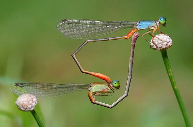 Picture 1 of Hot scenes of animals