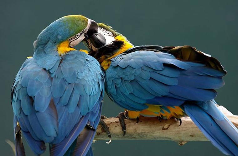 Picture 2 of Hot scenes of animals
