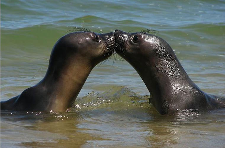 Picture 3 of Hot scenes of animals