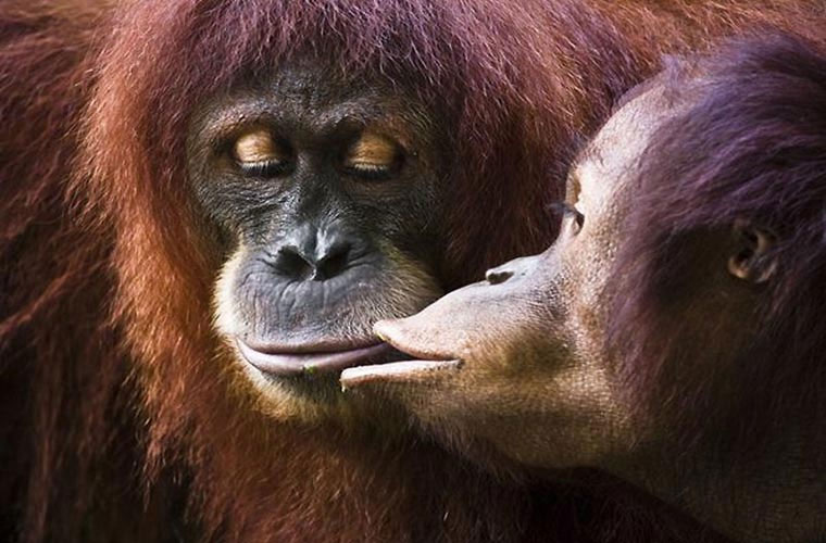 Picture 4 of Hot scenes of animals