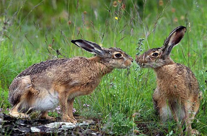 Picture 6 of Hot scenes of animals