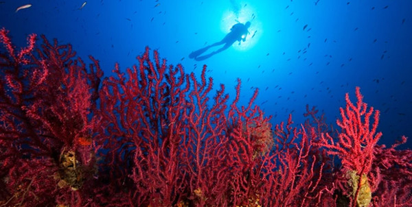 Picture 1 of Hot seawater mysteriously makes white coral globally