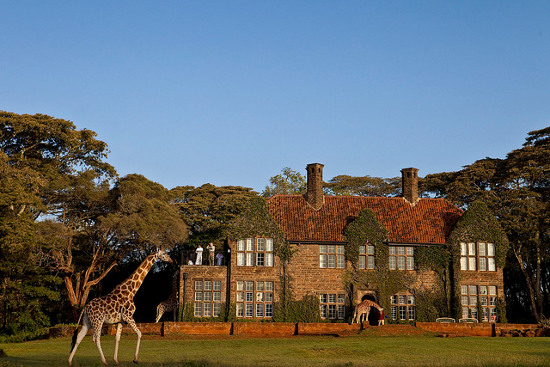 Picture 1 of Hotel giraffe's paradise