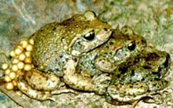 Housewife Toad images 1