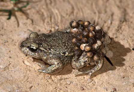 Housewife Toad images 3