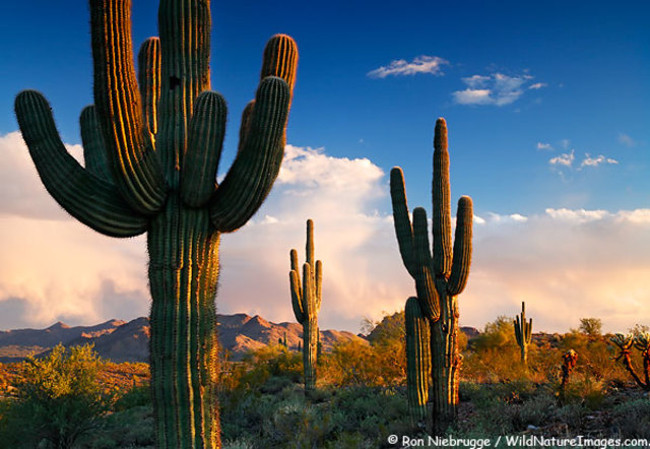 Picture 1 of How are different deserts and deserts?