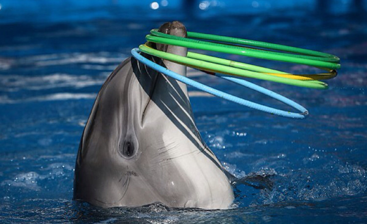 Picture 3 of How are dolphins trained?