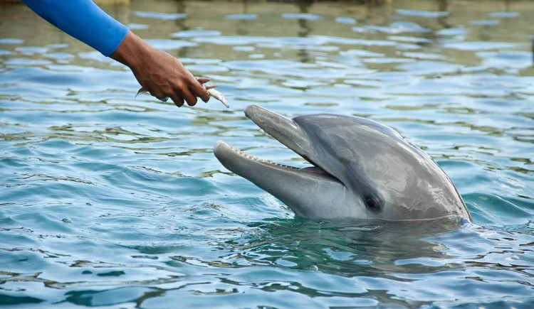 Picture 4 of How are dolphins trained?