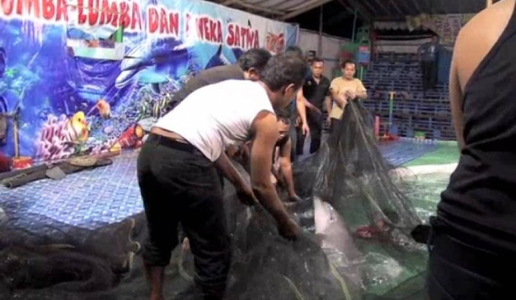 Picture 5 of How are dolphins trained?