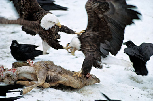 Picture 3 of How are people destroying themselves?