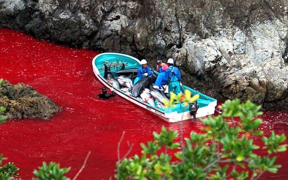Picture 10 of How are people treating dolphin friends?