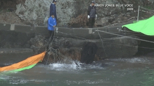 Picture 5 of How are people treating dolphin friends?