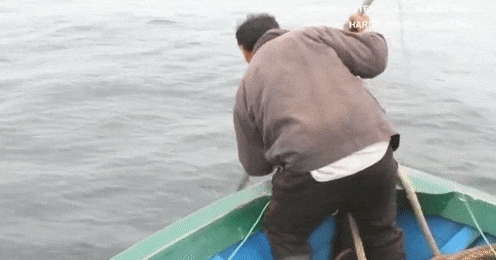 Picture 6 of How are people treating dolphin friends?
