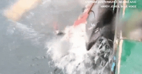 Picture 7 of How are people treating dolphin friends?