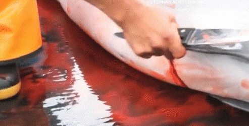 Picture 8 of How are people treating dolphin friends?