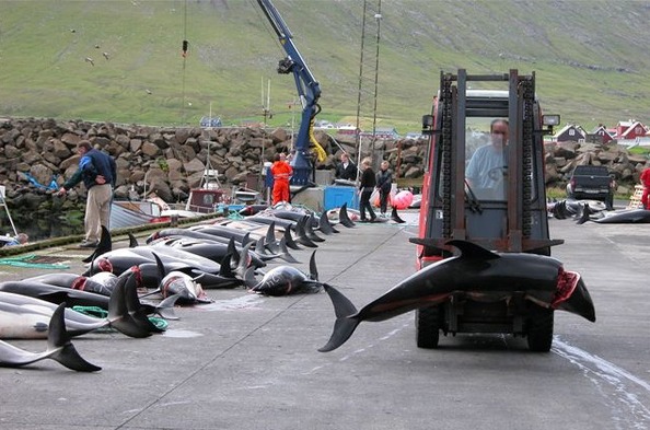 Picture 9 of How are people treating dolphin friends?