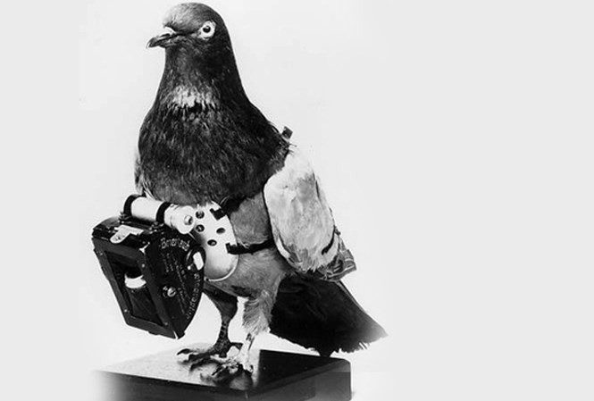 Picture 1 of How are spy birds equipped?