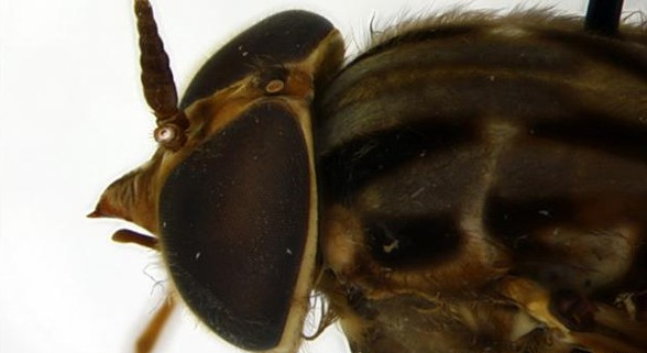Picture 10 of How big is the world's largest fly?
