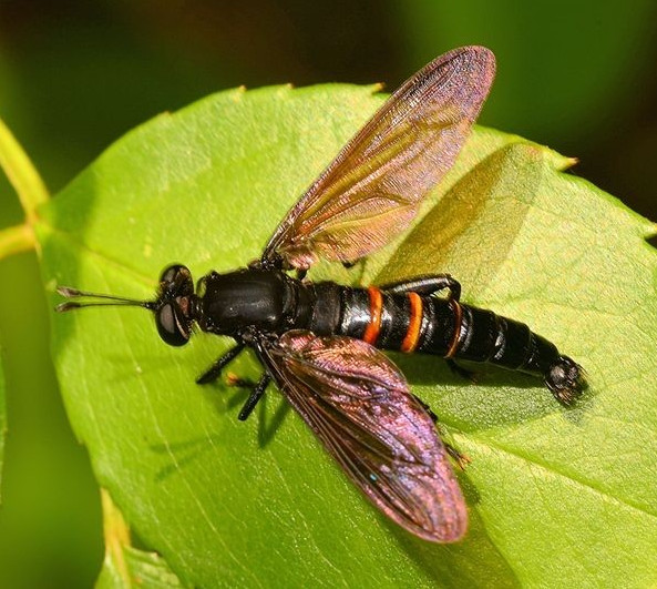 how-big-is-the-world-s-largest-fly