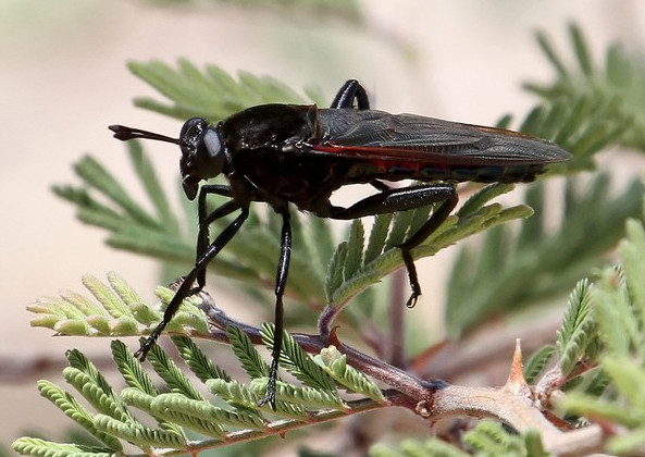 How big is the world's largest fly?