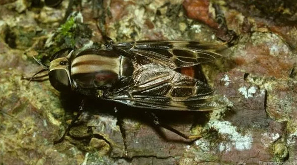 Picture 6 of How big is the world's largest fly?