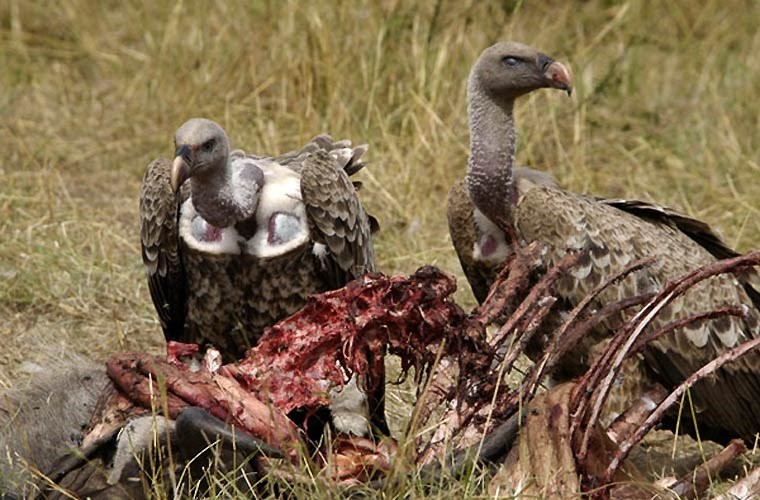 Picture 1 of How can vultures find corpses?
