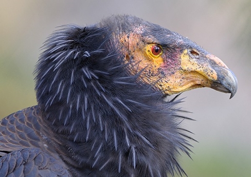 Picture 4 of How can vultures find corpses?